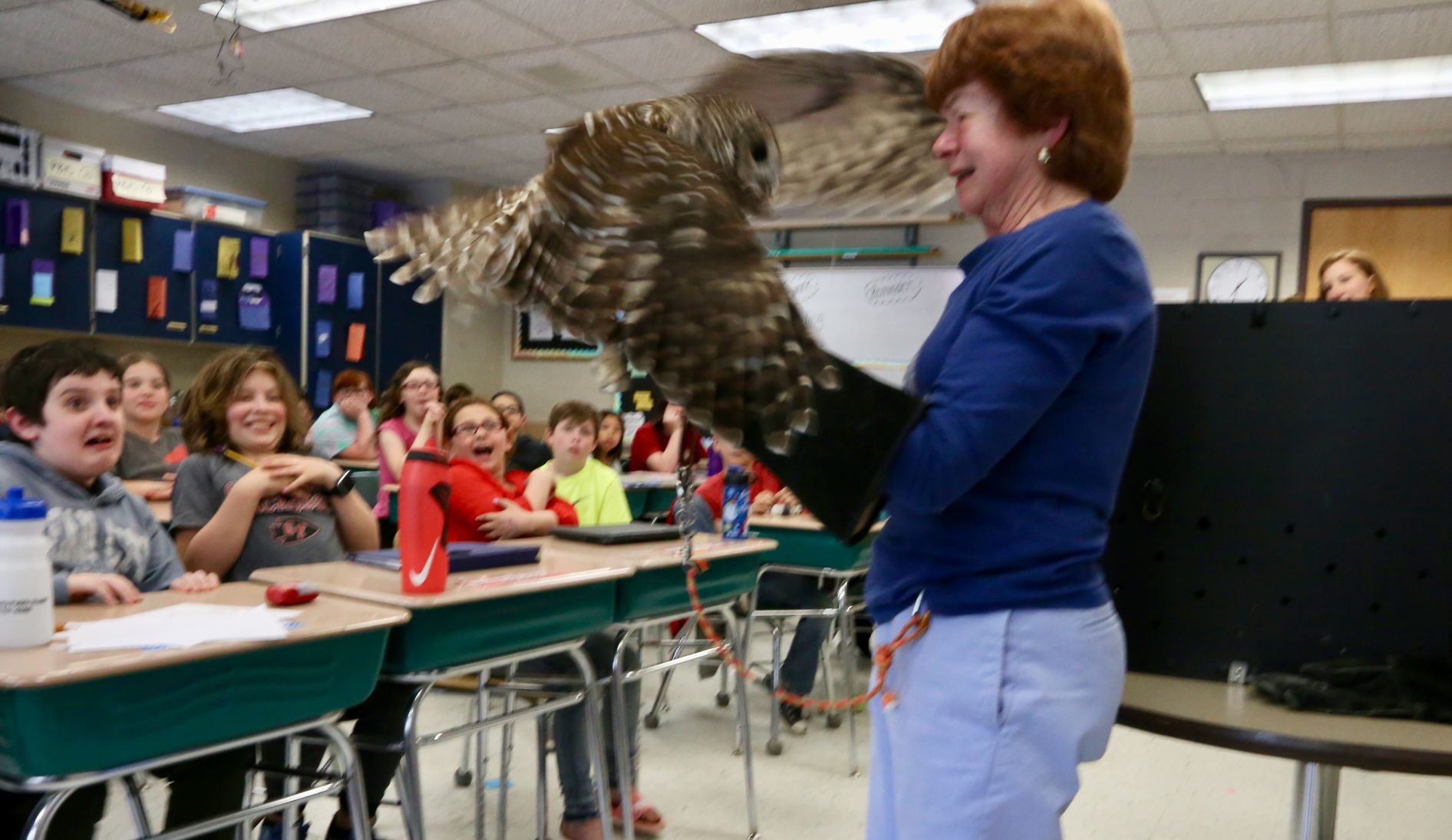 Owl presentation